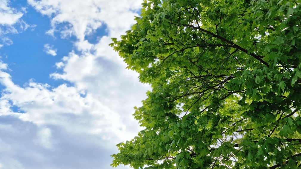 МЧС предупредило брянцев о сильном ветре 12 октября