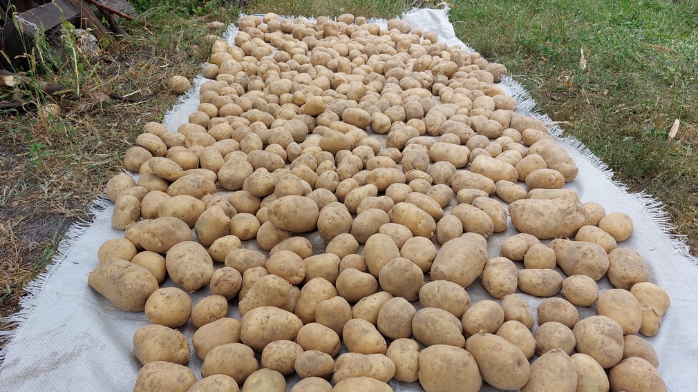 В Брянской области собрано 1 182 тыс. тонн картофеля