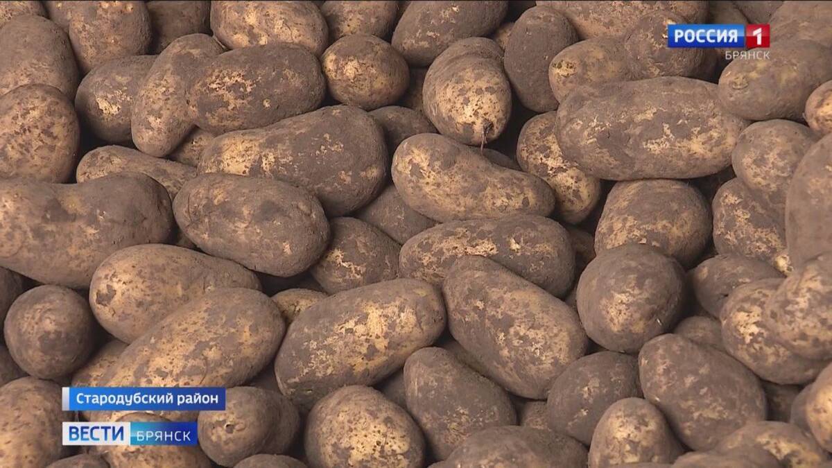 Брянские аграрии планируют собрать рекордный урожай картофеля