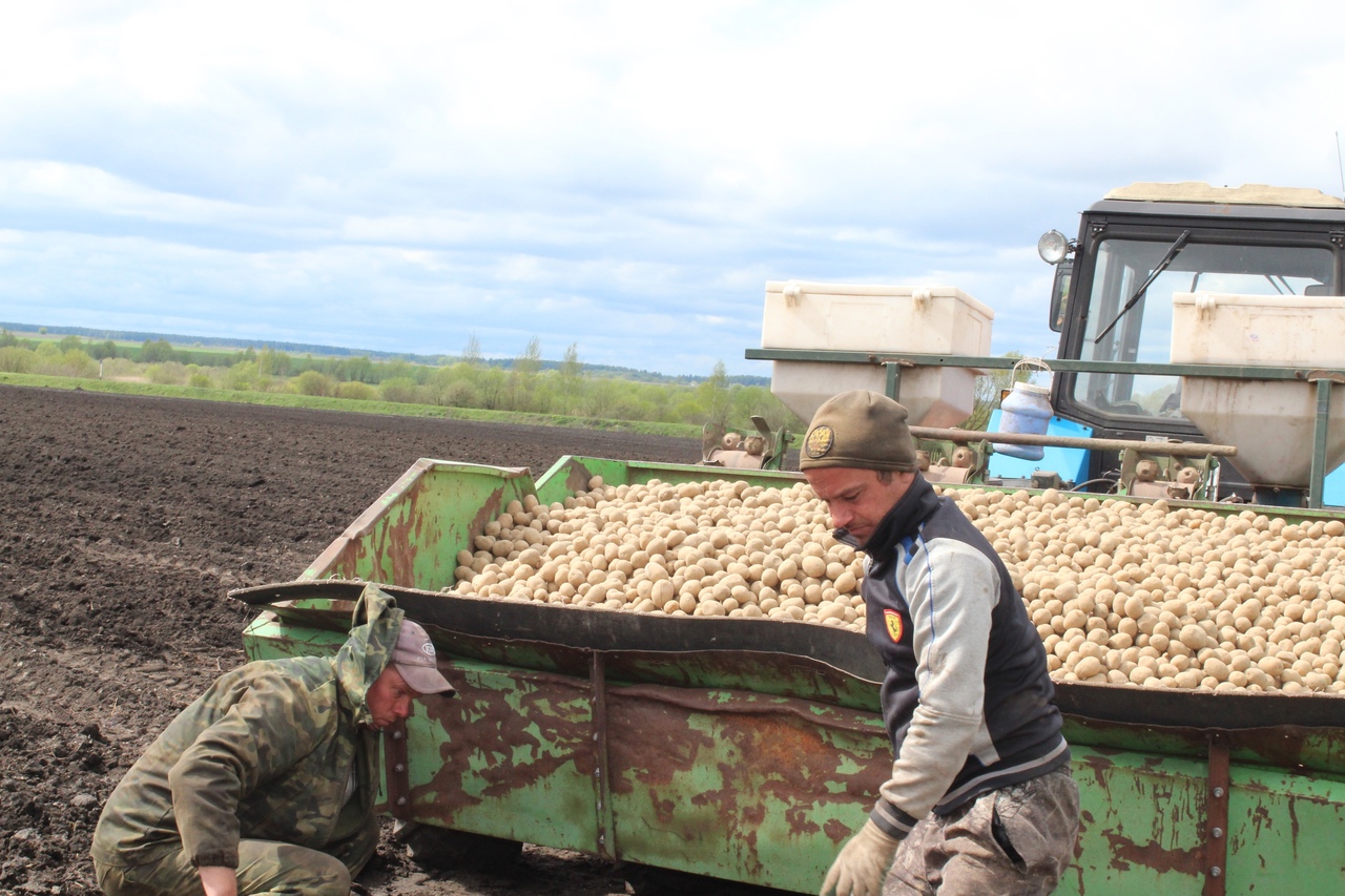 В Карачевском районе продолжается уборка урожая