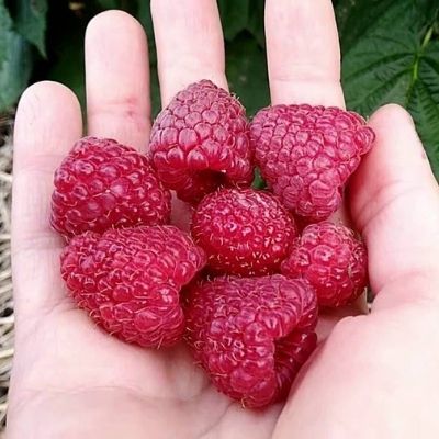 Саженцы из Артёмовского заповедника и малина «Исполин»