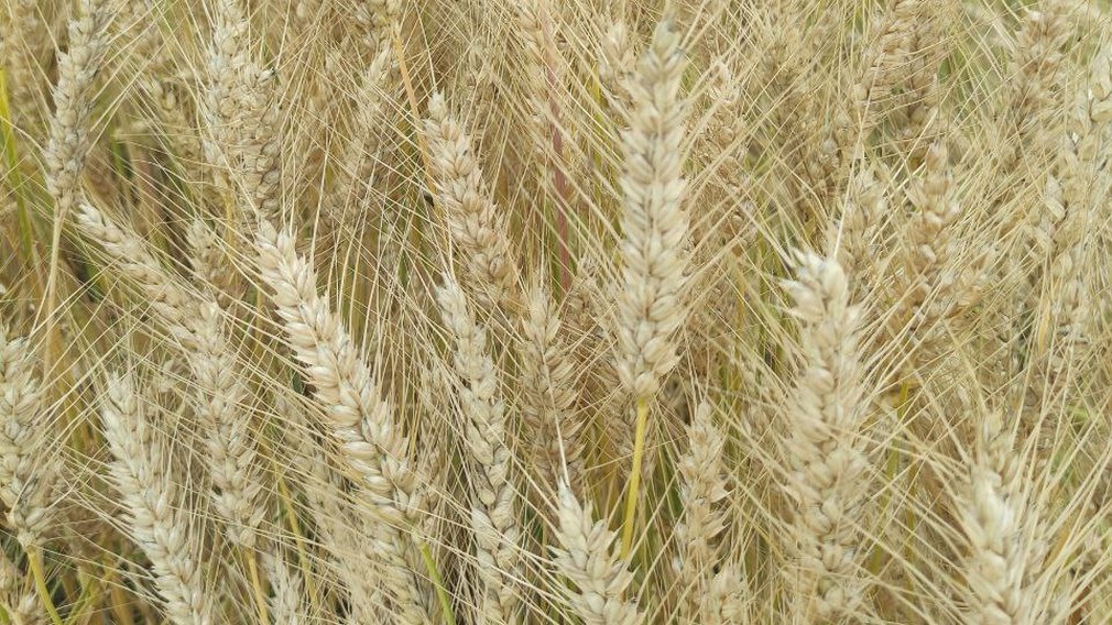 День работника сельского хозяйства отмечают в Брянской области