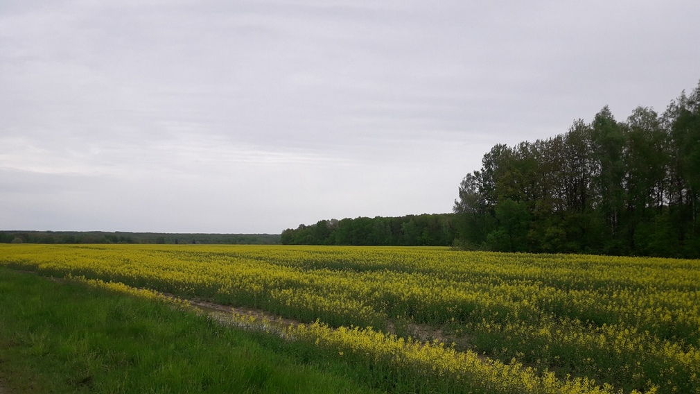 За 5 лет посевы озимого рапса на Брянщине увеличились в 12 раз