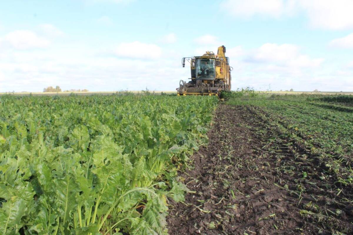 Фермер из Комаричей Сергей Шохин собирает рекордные урожаи сахарной свеклы