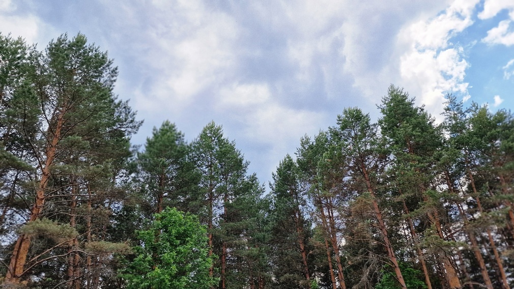 Брянская область в рамках акции «БумБатл» собрала 35 тонн вторсырья