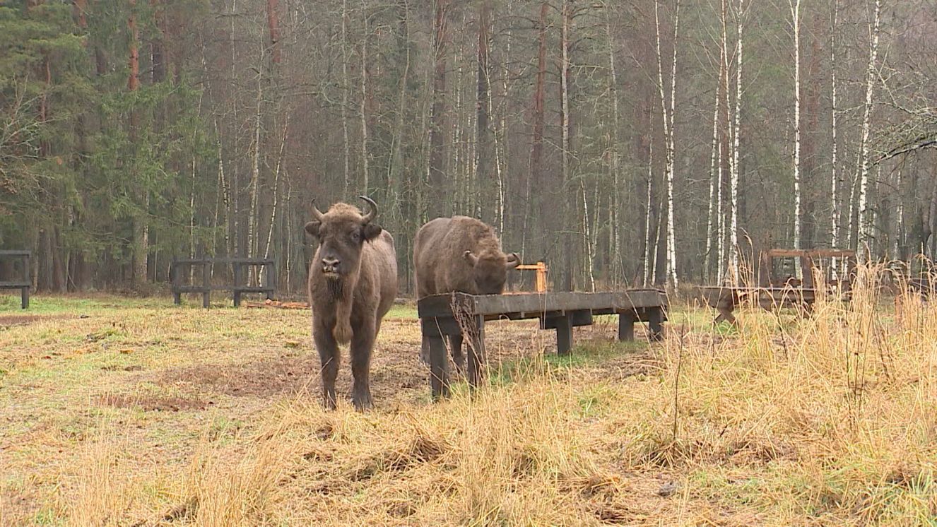 В заповеднике «Брянский лес» открыт сезон экскурсий к зубрам