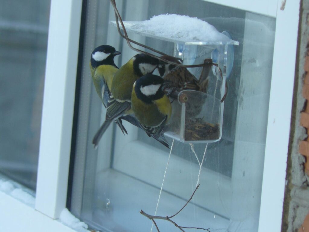 Брянская область присоединилась к проекту «Российская зима» в Синичкин день