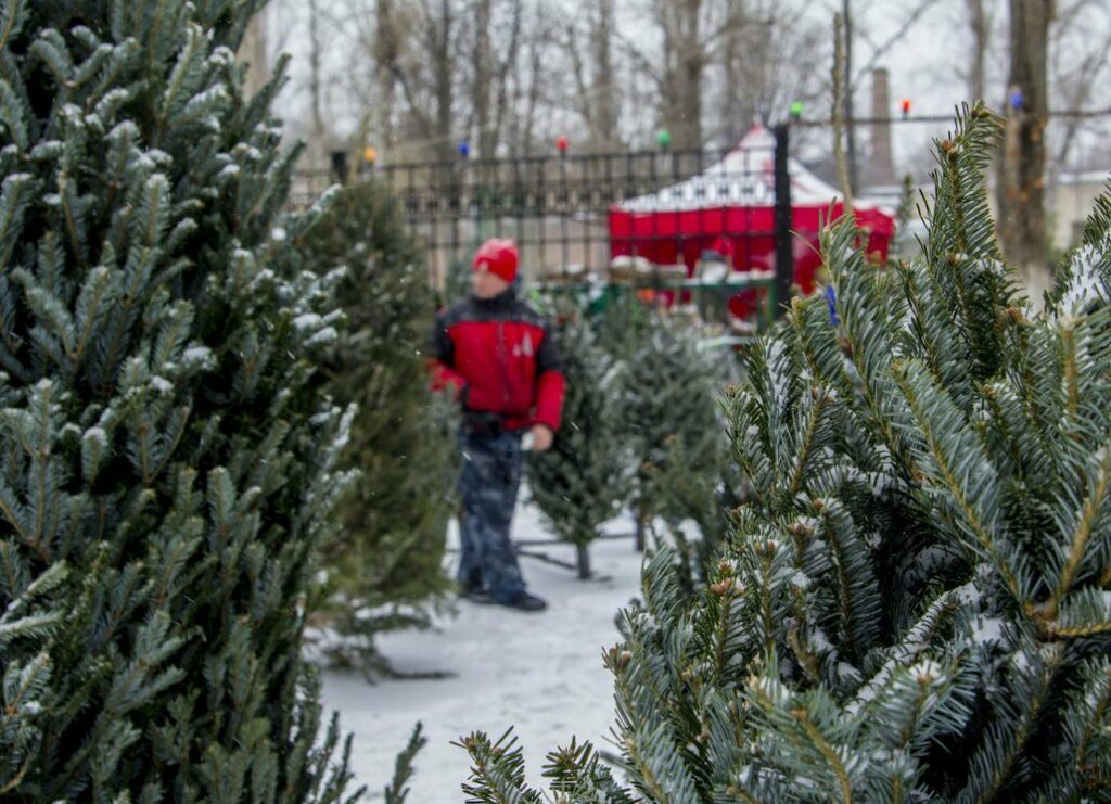 В Брянске с 16 декабря откроются ёлочные базары