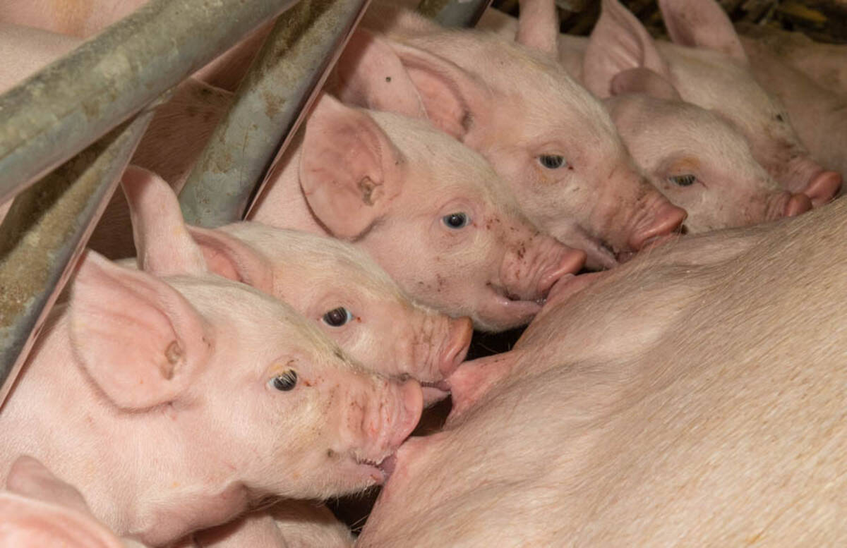 В Брянской области, в  Суземском районе увеличено производство мяса