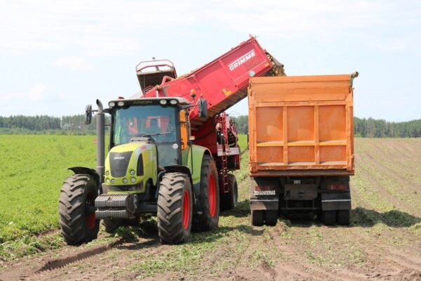 За прошлый год стародубские аграрии  рекордный урожай картофеля собрали