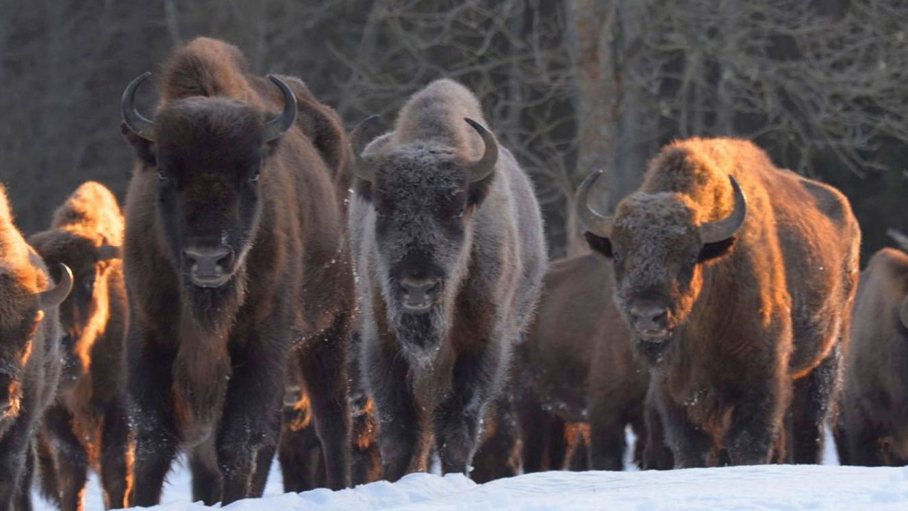 Заповедник «Брянский лес» в конкурсе главных достопримечательностей страны участвует
