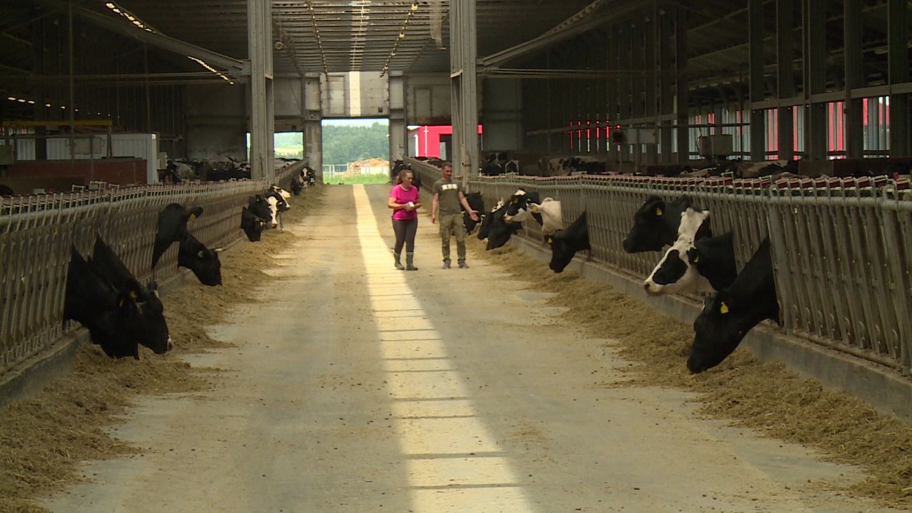 Брянские сельхозпроизводители к новой системе учета животных подключаются