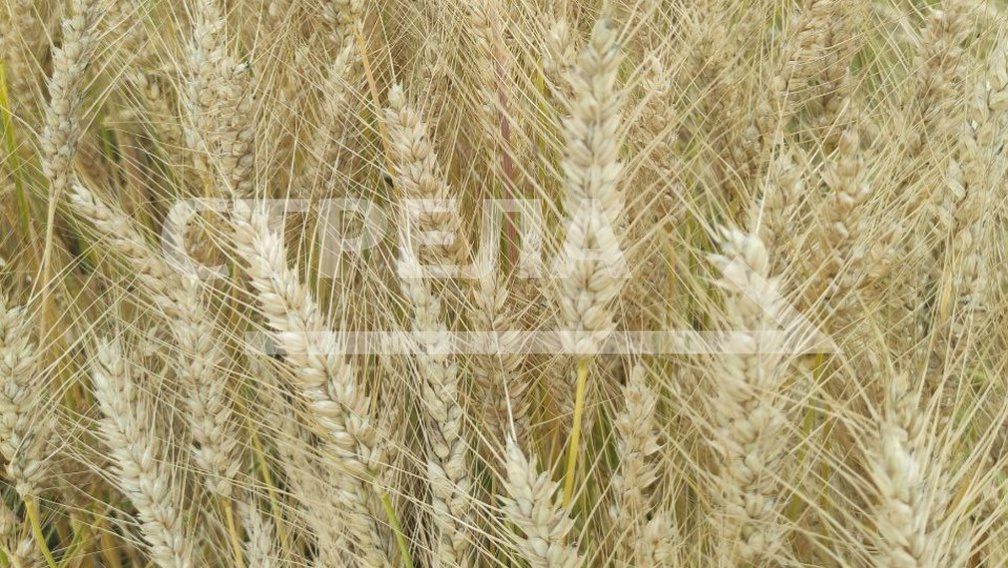 В Брянской области посевная площадь сельскохозяйственных культур составит порядка 930 тыс. га