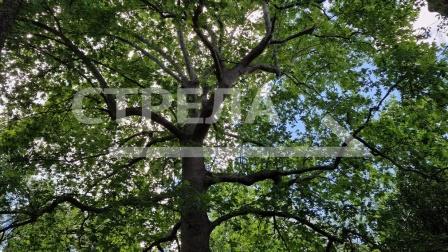 В Брянской области в апреле стартует акция «Сад Памяти»