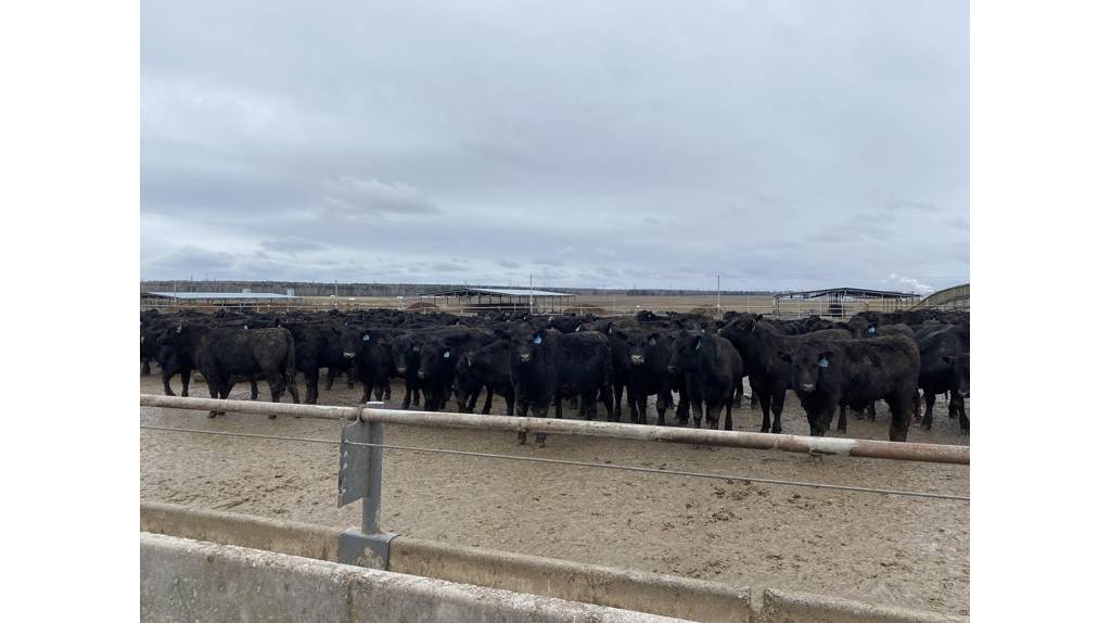 Гомельская делегация с рабочей поездкой прибыла на Брянщину