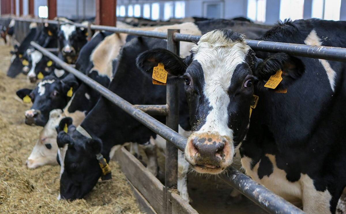 Брянщина лидирует по поголовью крупного рогатого скота в ЦФО