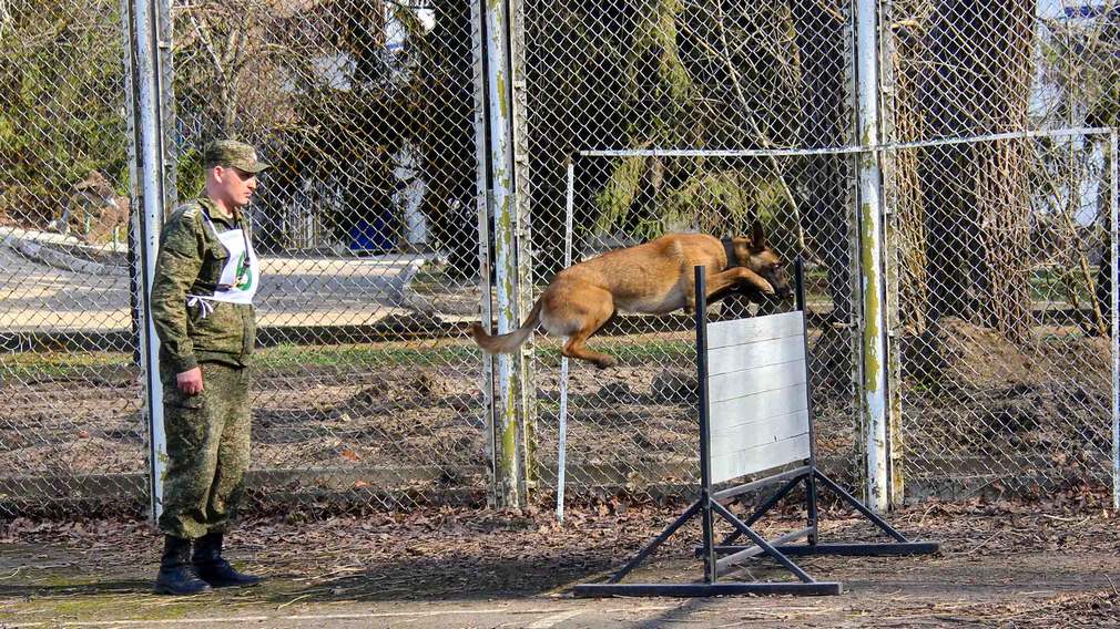 Кинологи Брянской таможни победили на чемпионате таможенных органов ЦФО
