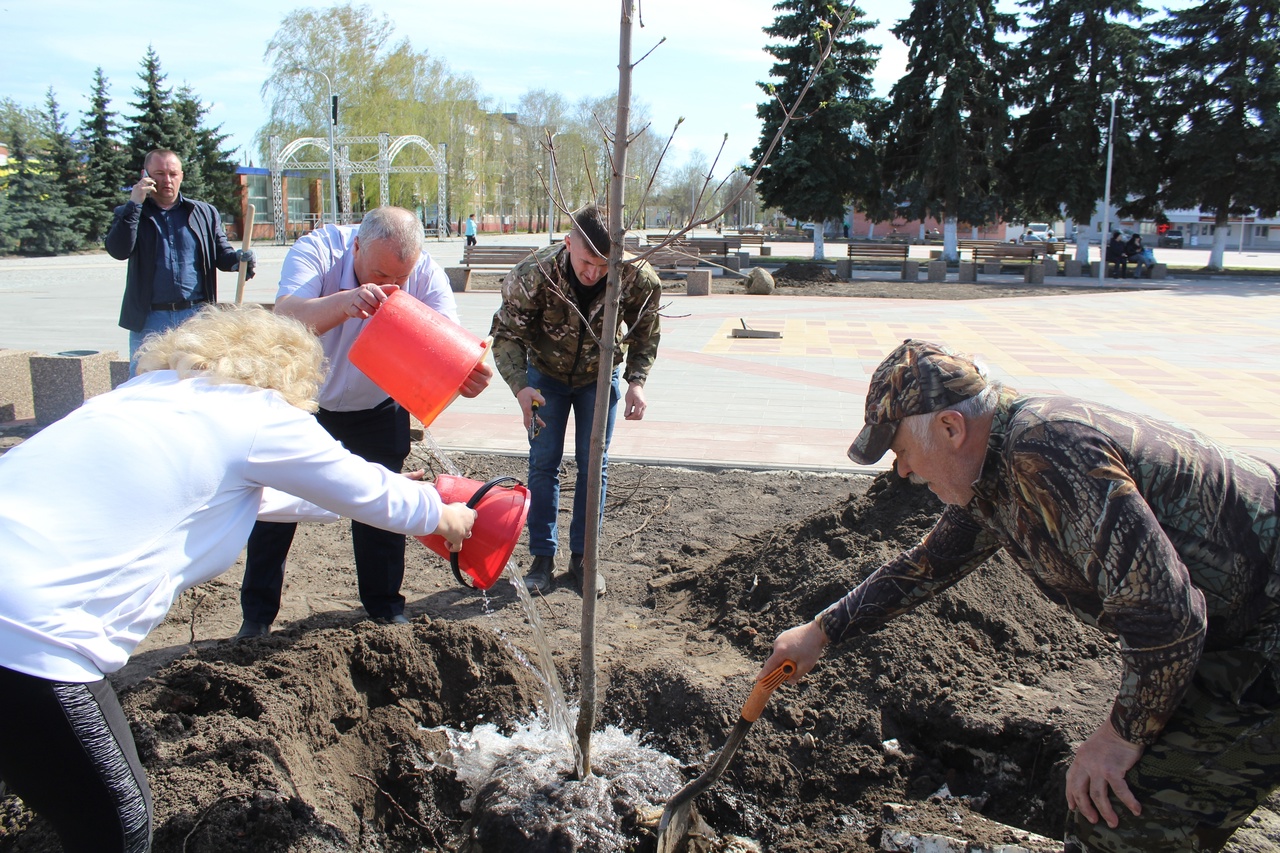 В центре Карачева посадили липы и клены