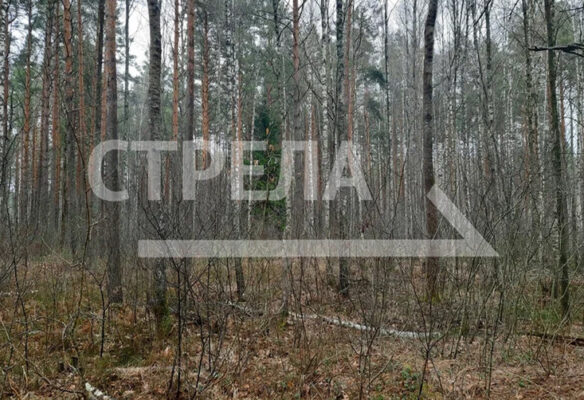 В текущем году в Брянском регионе предусмотрено лесовосстановление на площади 3,8 тысячи гектар