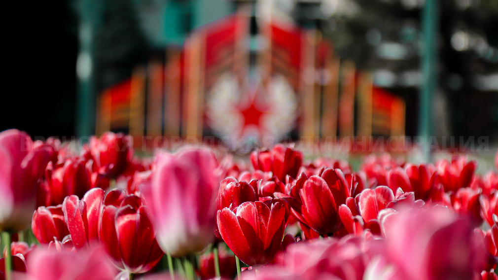 Брянск продолжают украшать ко Дню Победы