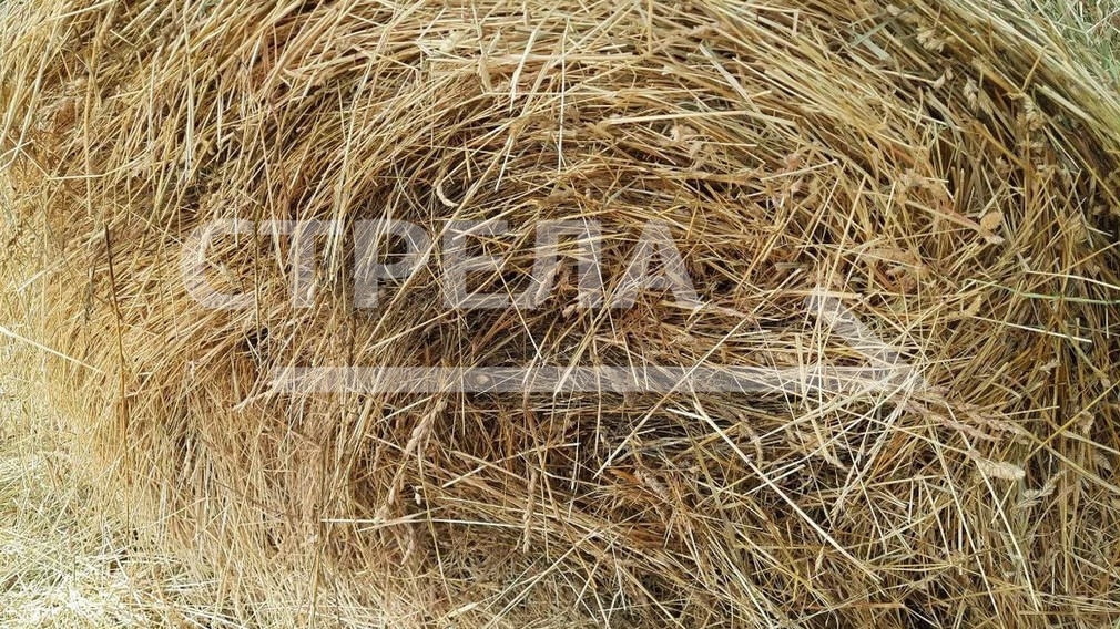 Сельхозпроизводители Брянской области приступили к заготовке кормов