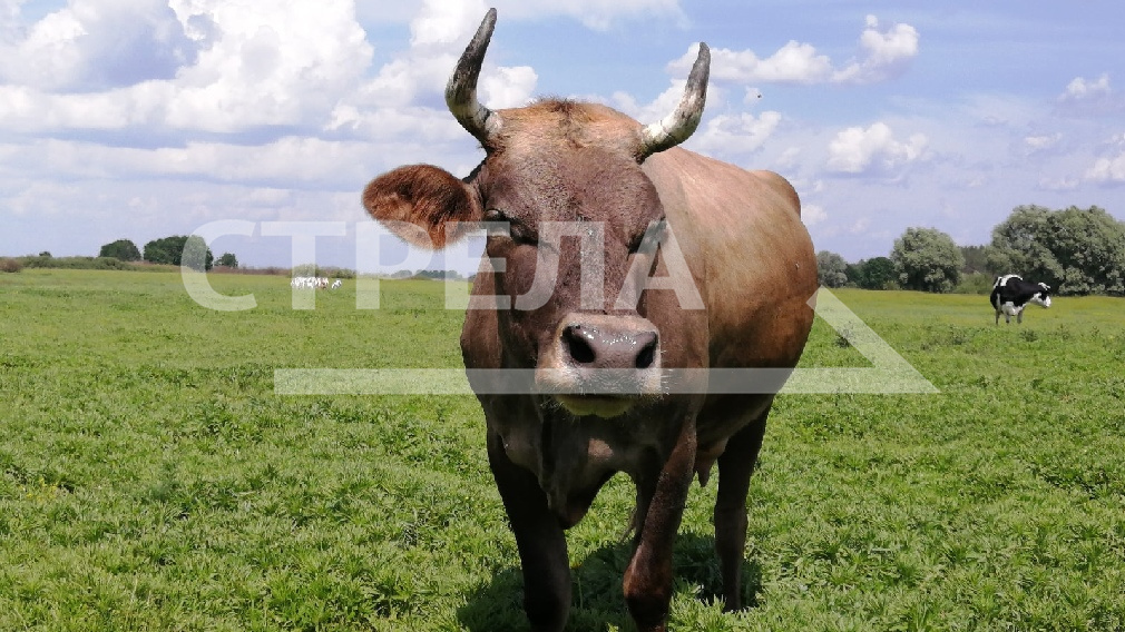 По поголовью крупного рогатого скота Брянщина на 1-м месте в ЦФО и на 2-м в России