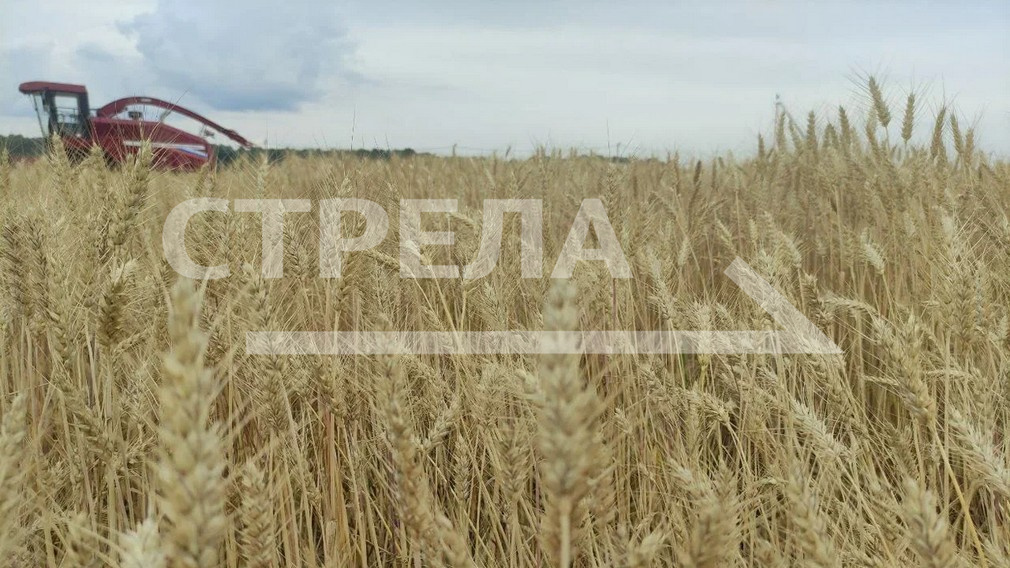 Брянская область вышла на 4-е место в стране по индексу сельхозпроизводства