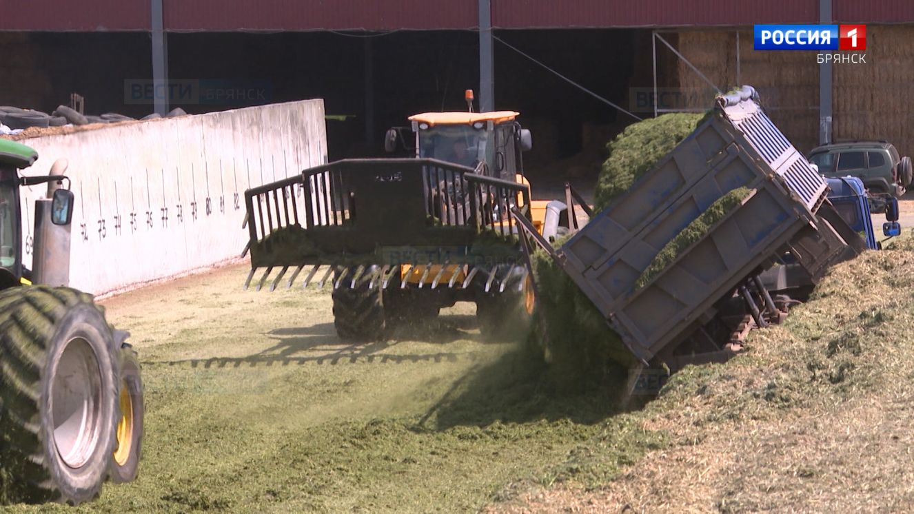 В Брянской области началась заготовка кормов
