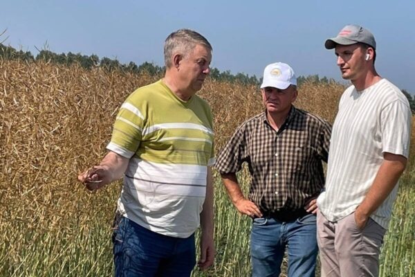 В Брянской области начали убирать  рапс