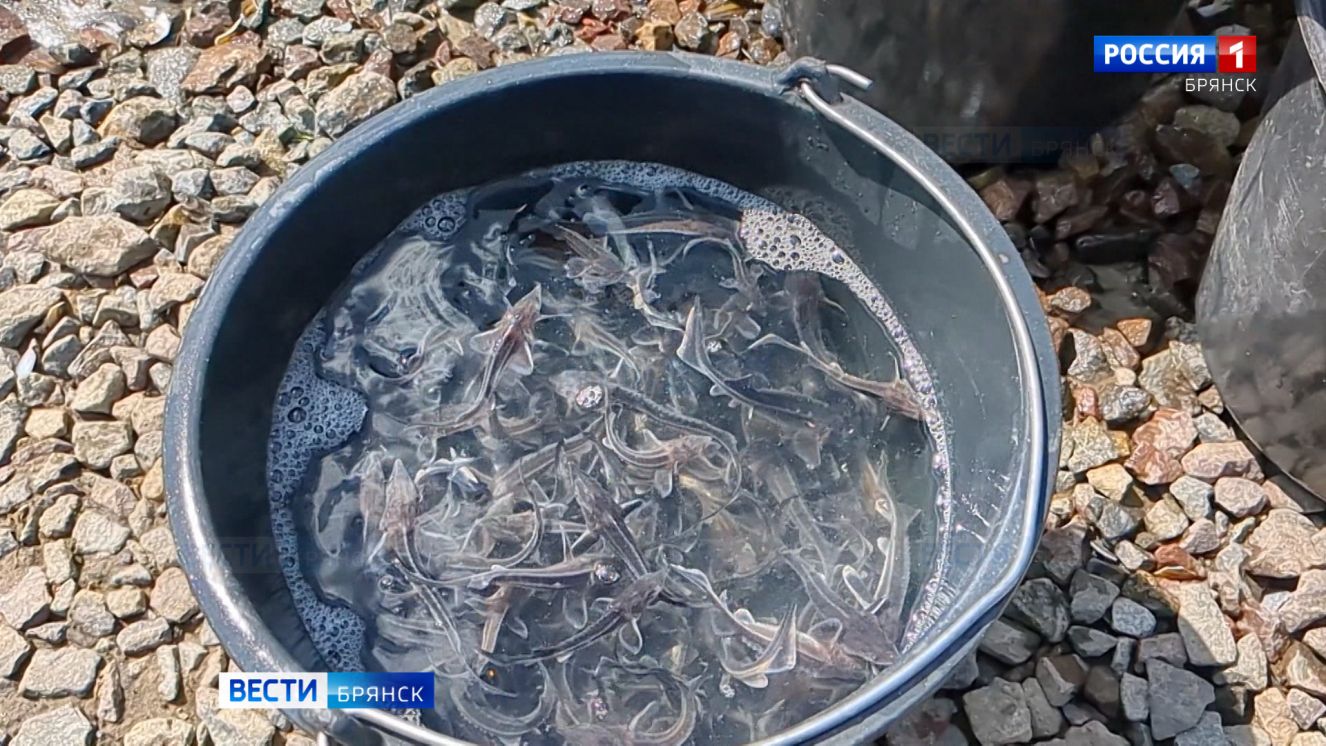 В Десну выпустили мальков царской рыбы