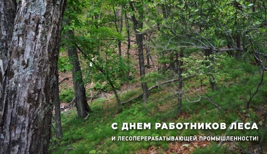 Уважаемые работники лесного хозяйства и лесоперерабатывающей промышленности, ветераны отрасли!