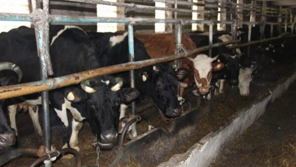 В Брянском районе среднесуточный надой молока больше, чем прошлогодний