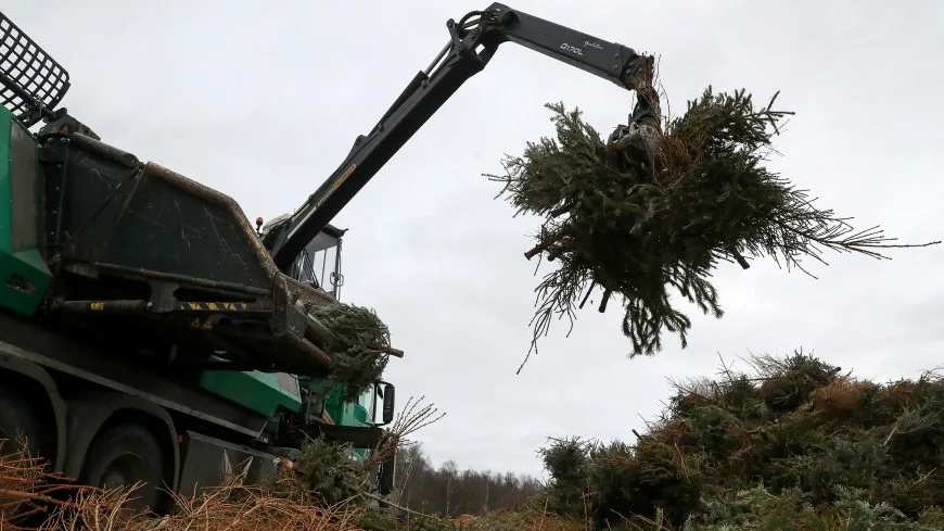 В Карачевском районе продолжает работу акция «Елочный круговорот»