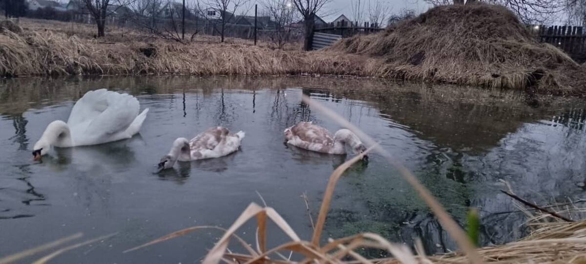 Питомцы стародубского фермера   Сергея Мамеева чувствуют себя превосходно