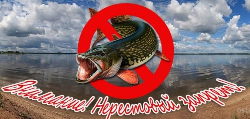 НЕРЕСТ! ОГРАНИЧЕНИЯ!