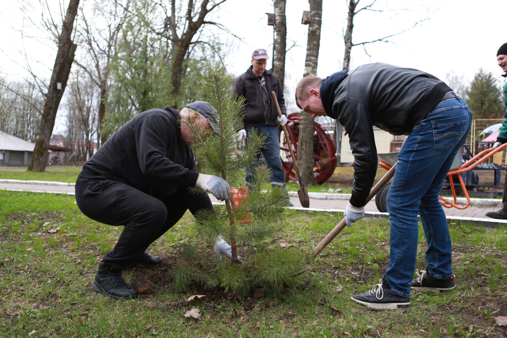 В парках Брянска высадили сосны