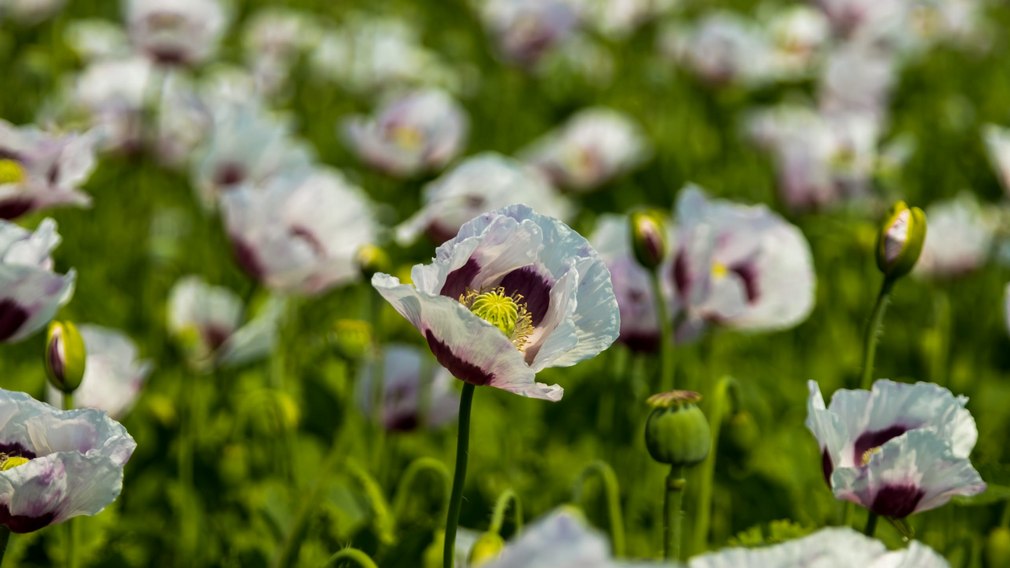 В Почепском районе Брянщины активно развивается агропромышленный комплекс