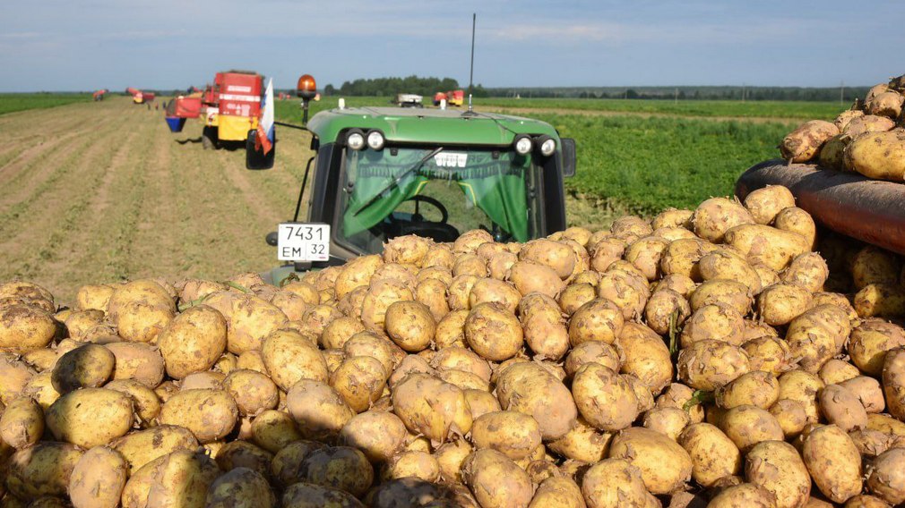 В Брянском  регионе  аграрии уберут картофель на площади 34,7 тыс. га