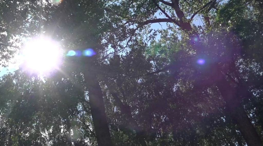 На сохранение лесов Брянской области направлено более 390 млн рублей