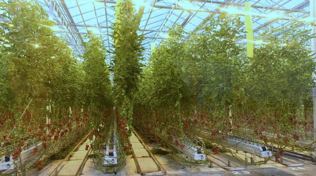 На Брянщине успешно работает тепличный комбинат «Журиничи»