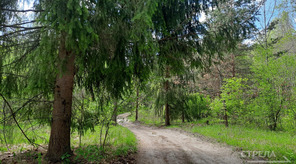 В Брянском регионе  на «Сохранение лесов» в этом году выделят более 390 млн рублей