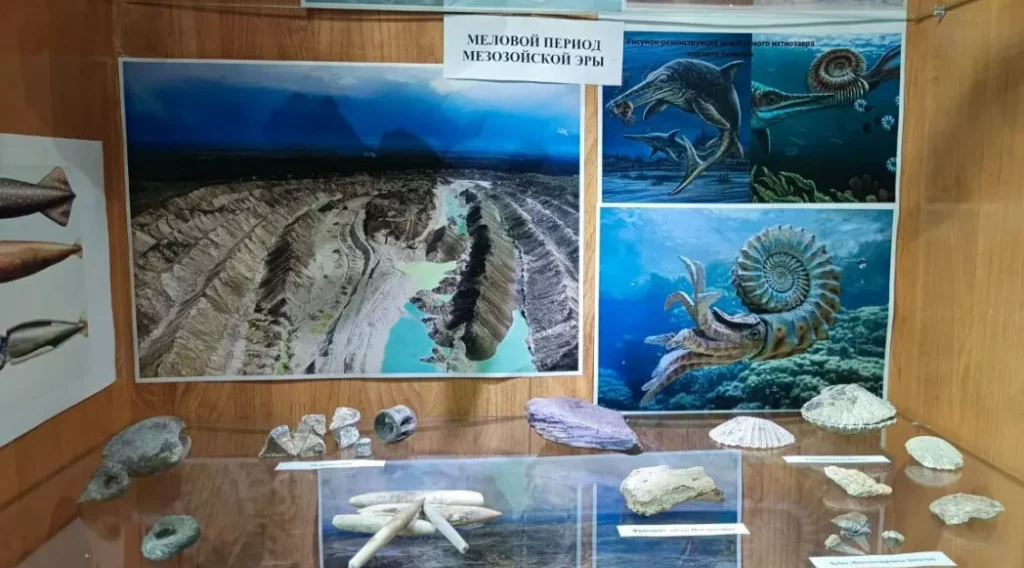 Цементный завод в Фокино представил коллекцию древних окаменелостей