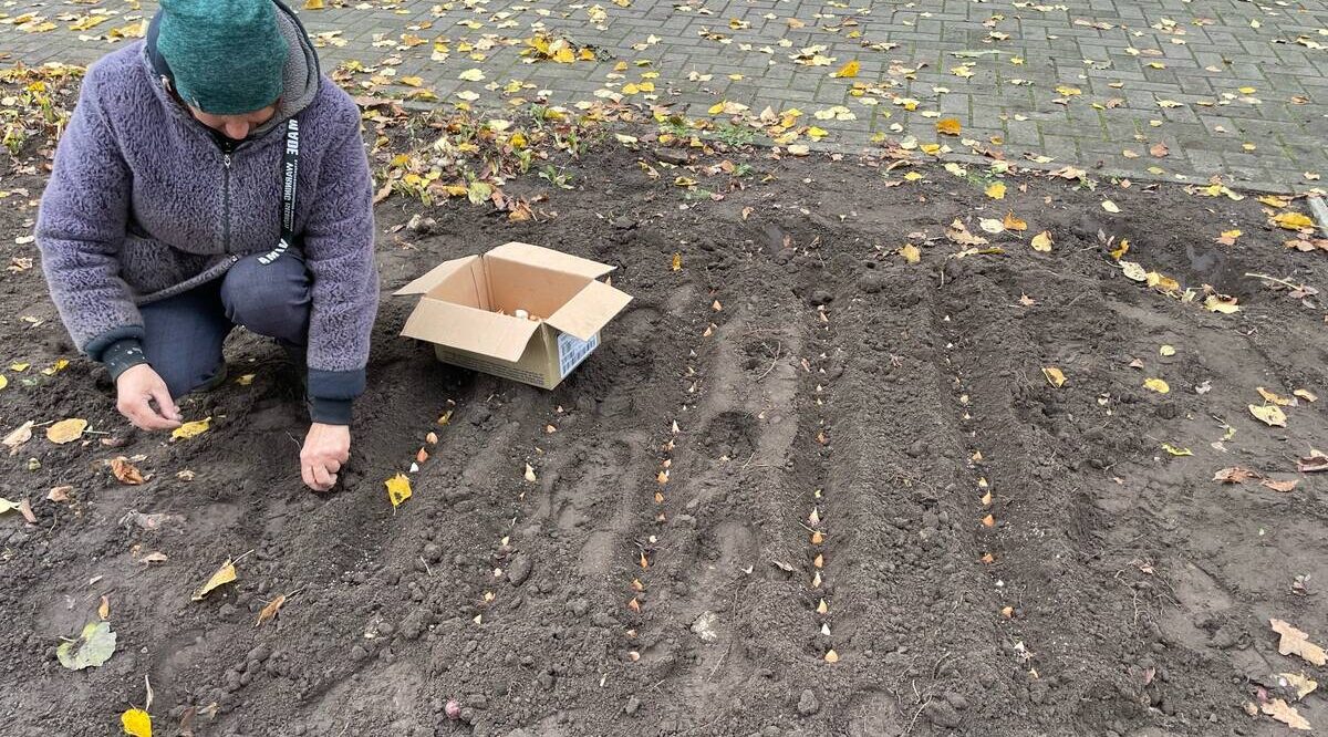 В Стародубе высадили тюльпаны и нарциссы для весеннего цветения
