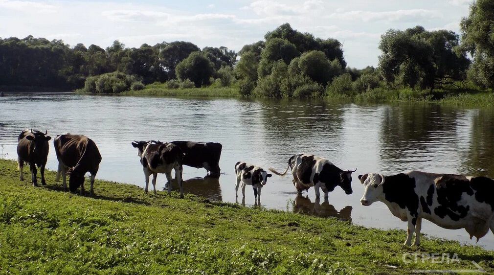 Брянщина в тройке лидеров по поголовью КРС и производству мяса