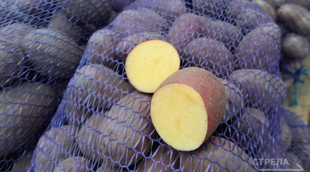 Брянская область демонстрирует значительный рост в сельском хозяйстве