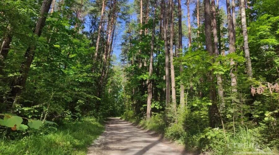 В Брянской области за год  вырастили 16 000 000 саженцев