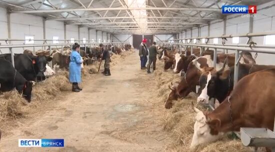 Брянские животноводы обеспечивают благополучную зимовку скота