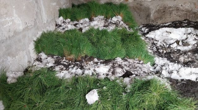 Брянщина полностью обеспечена своим посадочным материалом